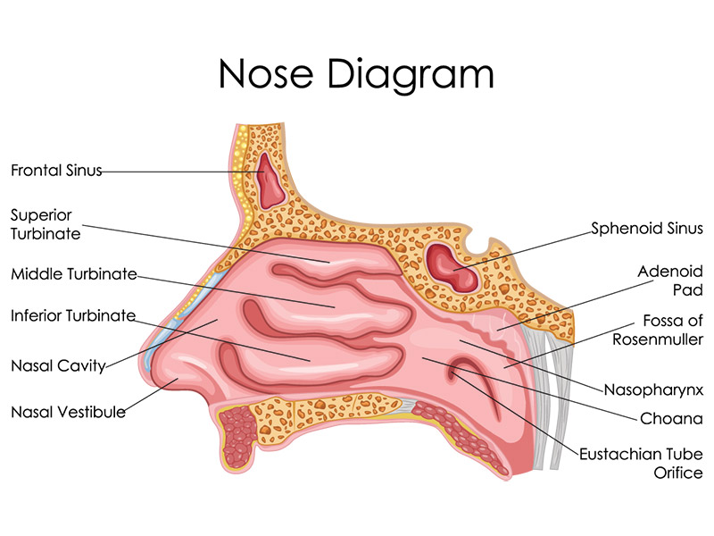 A nose diagram